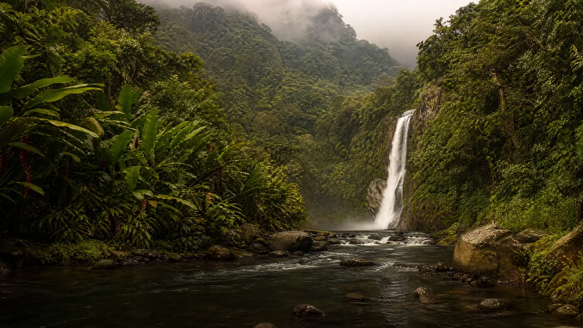 Verken de beroemde biodiversiteitshotspot van Ecuador. Deze overgangszone ligt op slechts twee uur ten noordwesten van Quito en heeft dichte bossen, watervallen en een overvloed aan wilde dieren.