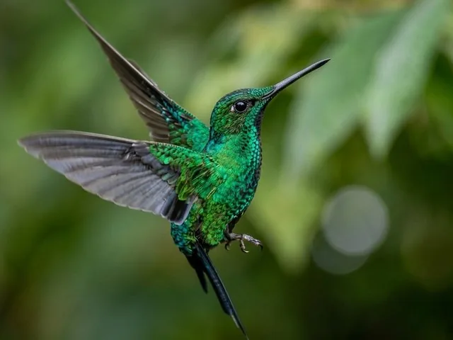Een levendig groene kolibrie in volle vlucht tegen een wazige natuurlijke groene achtergrond.