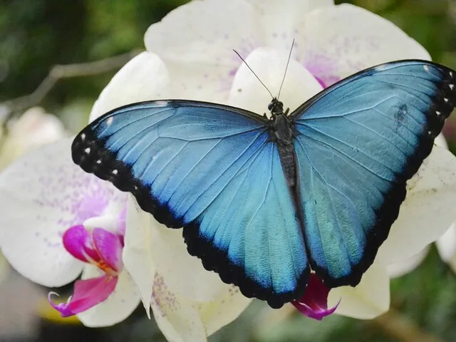 Blauwe morpho-vlinder rustend op een witte orchidee in het Mindo-nevelwoud