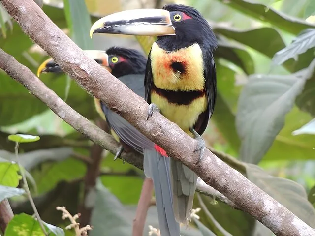 Two collared aracaris perched on a tree branch in a lush forest