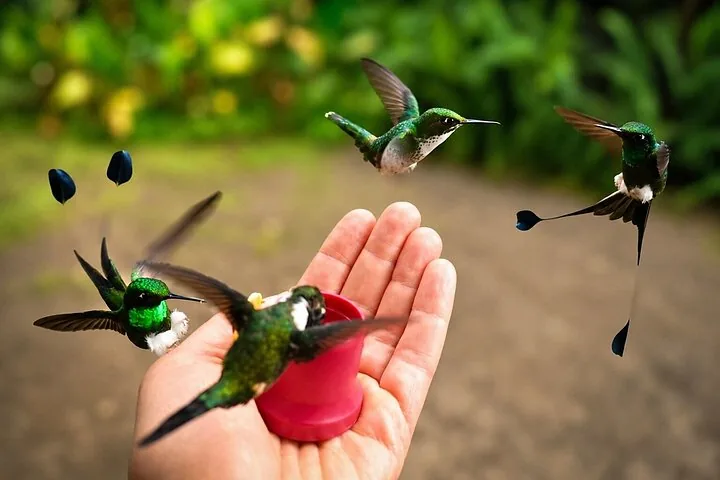 Een hand die een klein roze voederbakje vasthoudt, lokt verschillende zwevende groene kolibries.