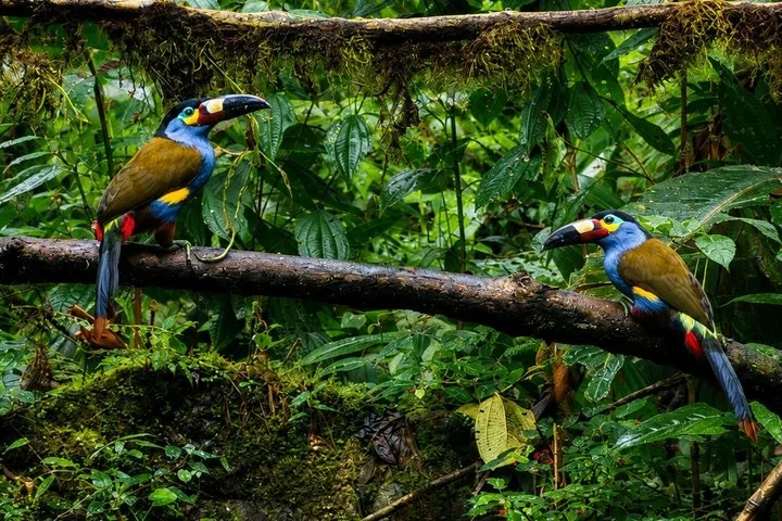 Deux toucans colorés perchés sur une branche moussue dans une forêt tropicale luxuriante.