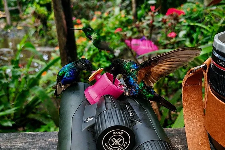 Des colibris s'abreuvent à une mangeoire rose posée sur une paire de jumelles.