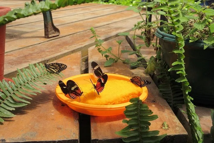 Verschillende kleurrijke vlinders eten uit een oranje schaal op een houten terras.