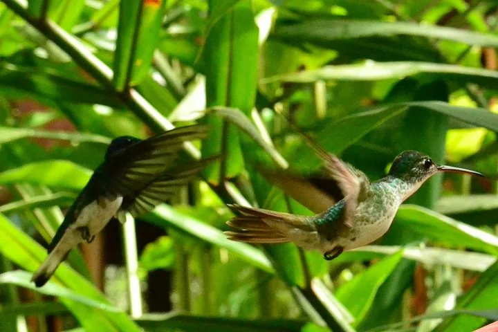 Two hummingbirds flying near green foliage in the Mindo Cloud Forest