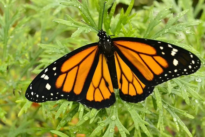 Monarchvlinder rustend op groene, varenachtige bladeren bedekt met waterdruppels