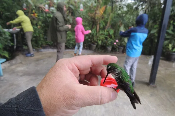 Una persona sostiene en la mano un pequeño comedero para un colibrí verde